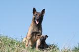 MALINOIS 996